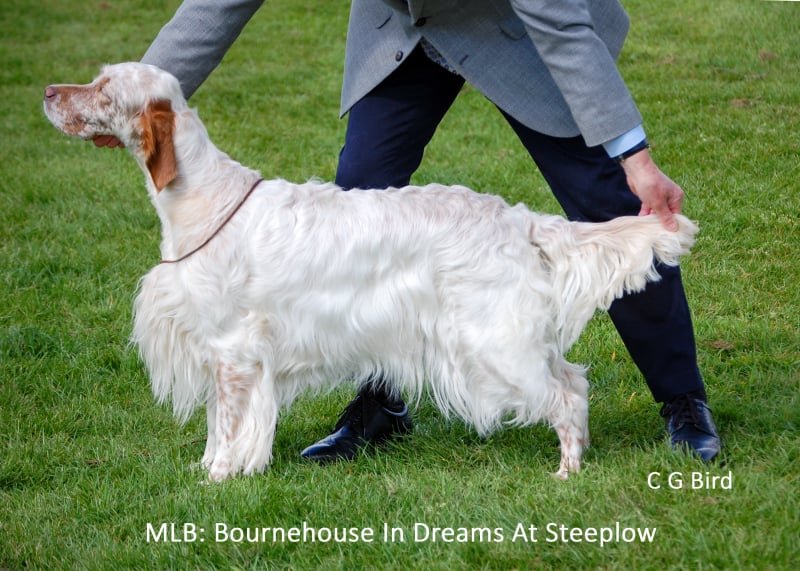 mlb