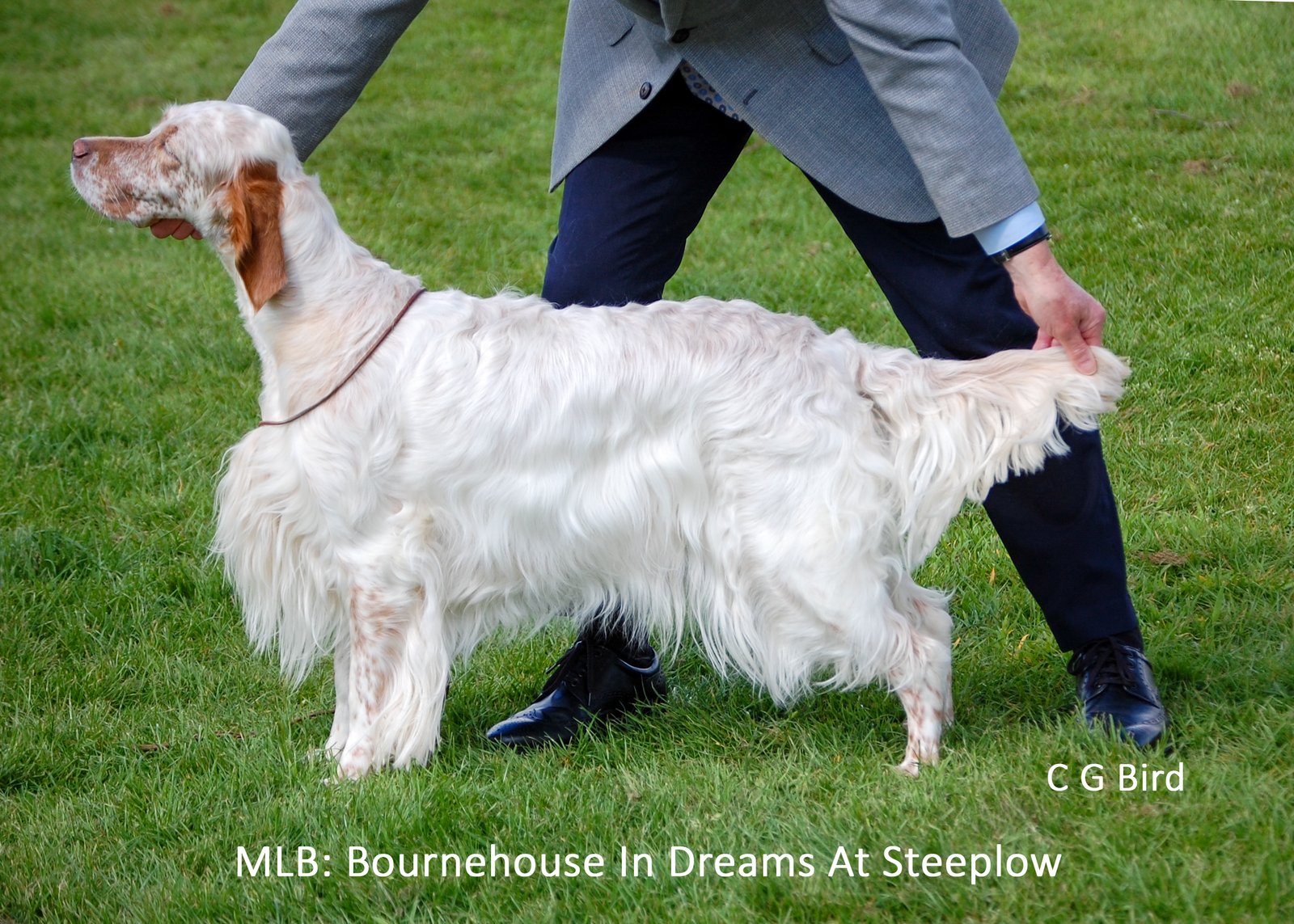 mlb