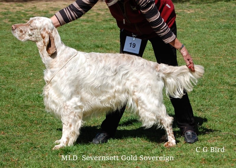 mld